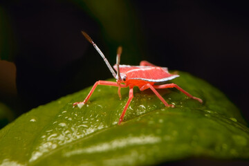 closeup view of tiny red insect on the green leaf