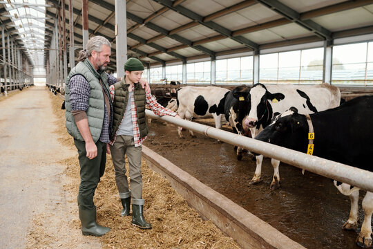 Mature Bearded Father Embracing Teenage Son And Telling Him About Care Of Cows While They Looking At Black And White Cows