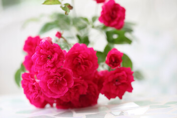 ガーデンルームの赤いバラ