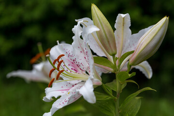 Obraz premium Beautiful white lily with purple dots in summer garden close-up, a symbol of purity and tenderness