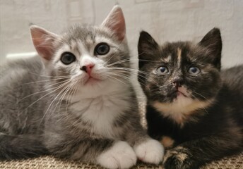 Fototapeta na wymiar two kittens