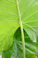 クワズイモの葉