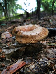 mushrooms in the forest