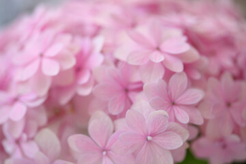 ピンク色のアジサイの花