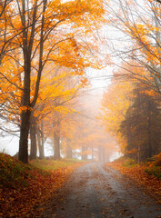 Magical mood on a lonely country road lined with trees showing bright yellow orange leaves during autumn on a foggy day in rural Vermont 