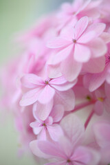 ピンク色のアジサイの花
