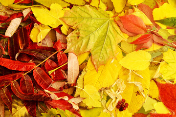 Naklejka na ściany i meble Wet autumn, autumn colorful leaves in the water
