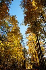 Crowns of autumn trees from bottom to top against a bright blue cloudless sky