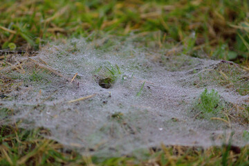 Spider web grass trapdoor