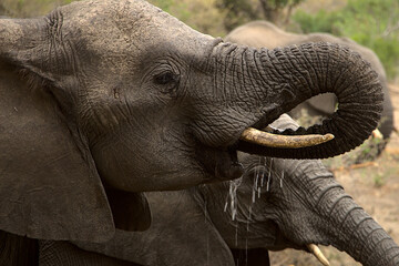 African Elephant drinking