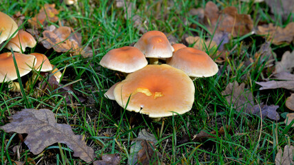 mushrooms growing on the trunk of a cut tree and in its vicinity in the forest adjacent to the town of Hajnówka in Podlasie, Poland