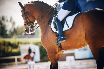 A beautiful bay horse, on which the rider sits in the saddle in a blue suit and holds it by the rein, participates in dressage. Equestrian competitions. Horse riding.