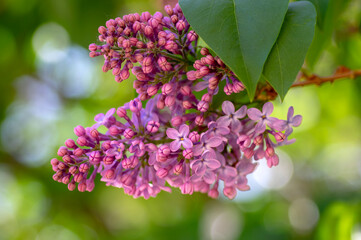 Syringa vulgaris violet purple flowering bush, groups of scented flowers on branches in bloom, common wild lilac tree