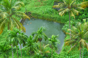 Kerala nature landscape natural pond with coconut trees or palm trees . Lush green rural village in...