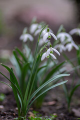 Galanthus nivalis common snowdrop early springtime flowering plant, group of small white flowers in bloom in the garden