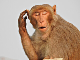 close up of a baboon or  monkey carrying food in her mouth & thinking