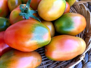 Delicious freshly collected red tomatoes