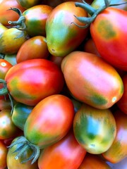 Delicious freshly collected red tomatoes