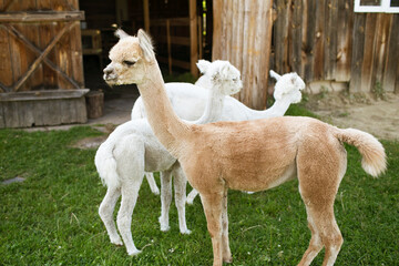 Alpaca portrait. White and brown fluffy animals. Friendly animals used for therapy. Countryside alpaca farm background. Lama in zoo.