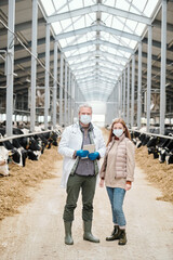 Portrait of cow veterinarian and female farmer in masks standing in modern barn and working at dairy farm