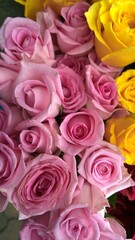 Closeup view of bunch of whitish pink and yellow color rose flowers