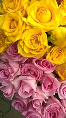 Closeup view of bunch of whitish pink and yellow color rose flowers