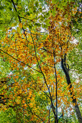 beautiful autumn hike in the colorful forest near wilhelmsdorf