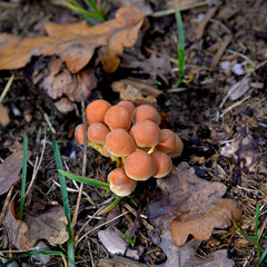 mushrooms growing on the trunk of a cut tree and in its vicinity in the forest adjacent to the town of Hajnówka in Podlasie, Poland