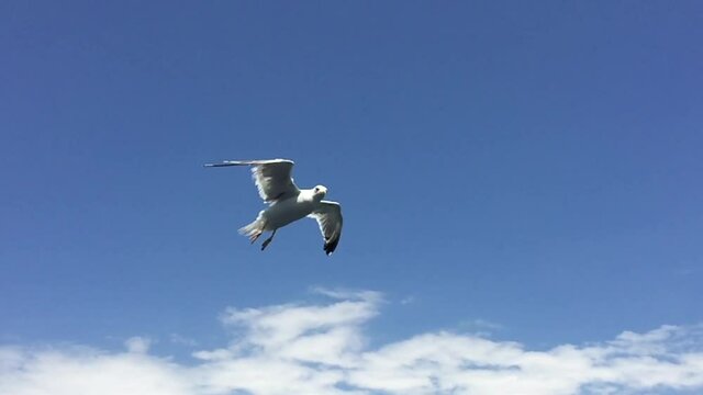 seagull in the sky