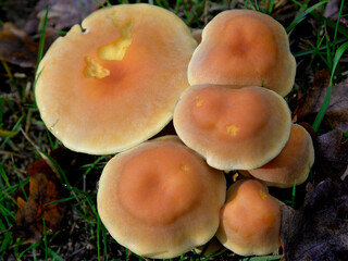 mushrooms growing on the trunk of a cut tree and in its vicinity in the forest adjacent to the town of Hajnówka in Podlasie, Poland