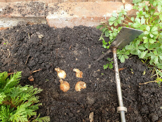 Blumenzwiebeln im Herbst in den Boden bringen