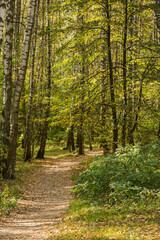 Fototapeta na wymiar Walkway, path in the autumn birch forest on a sunny day.