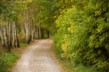 Walkway, path in the autumn birch forest on a sunny day.