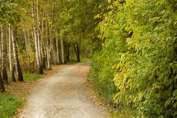 Walkway, path in the autumn birch forest on a sunny day.