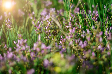 beautiful purple wildflowers out of focus. sun glare. natural background, texture.