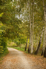 Fototapeta na wymiar Walkway, path in the autumn birch forest on a sunny day.