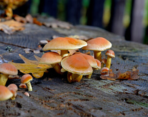 mushrooms growing on the trunk of a cut tree and in its vicinity in the forest adjacent to the town of Hajnówka in Podlasie, Poland