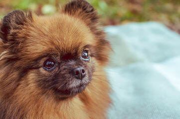 Pomeranian dog portrait close up