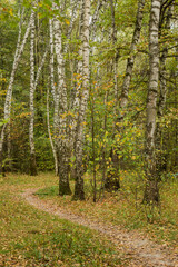 Walkway, path in the autumn birch forest on a sunny day.