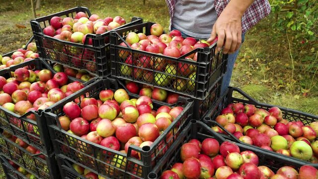 Man bringing plastic box filled with apples and putting it on top of stack of boxes with harvested fruits. Partial view of farmer working in orchard in autumn
