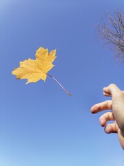 an autumn leaf flying out of your hand