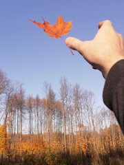 an autumn leaf flying out of your hand