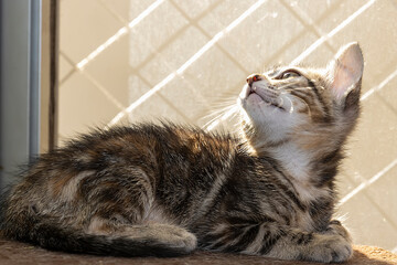 Gato filhote brincando em cima da cama