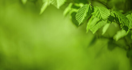 Fototapeta na wymiar Green leaves of hazel on a green blurred background. Natural background, backdrop, texture.