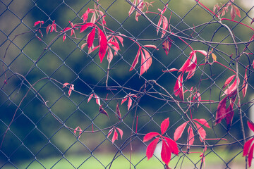 Red virginia creeper leaves on wire fence