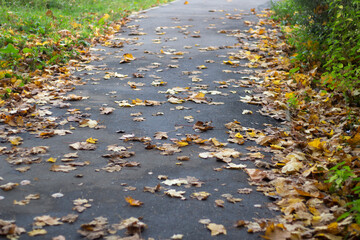 Leaves on the path. Dry maple leaves fell to the asphalt. Autumn weather.
