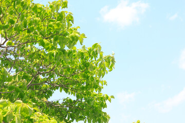 新緑と青空