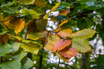 beautiful autumn hike in the colorful forest near wilhelmsdorf