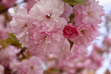 pink cherry blossom