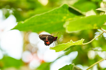 Insecto 